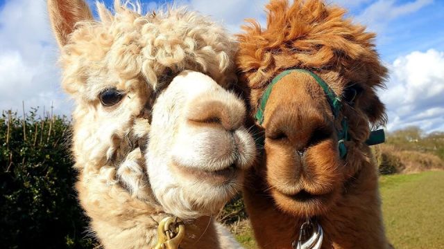 CharnwoodForestAlpacas