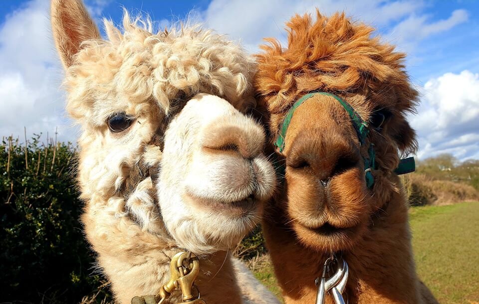 CharnwoodForestAlpacas