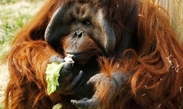 Twycross Zoo