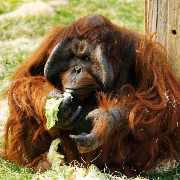 Twycross Zoo